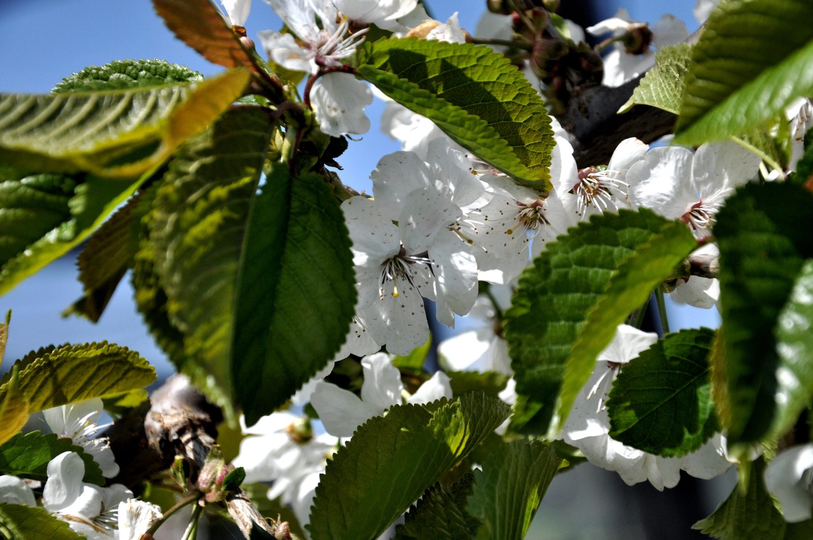 Kirschblüten – Symbol für Regeneration und Zellerneuerung